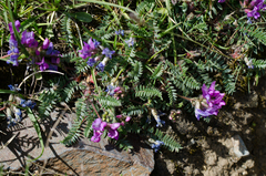 Oxytropis neglecta