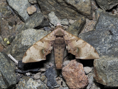 Daphnusa ocellaris