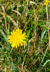Pilosella caespitosa