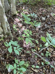 Sambucus racemosa