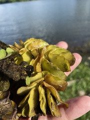 Salvinia molesta