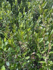 Chamaedaphne calyculata