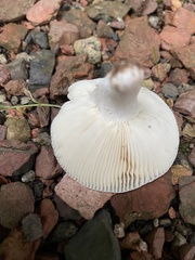 Russula