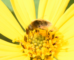 Sparnopolius confusus