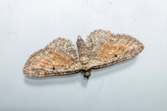 Eupithecia icterata