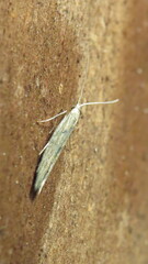 Coleophora
