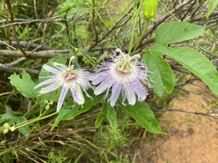 Passiflora incarnata