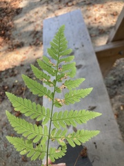 Dryopteris carthusiana