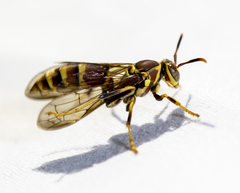 Polistes exclamans