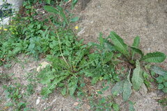 Taraxacum pseudomurbeckianum