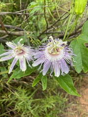 Passiflora incarnata