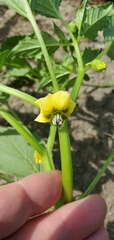 Physalis philadelphica