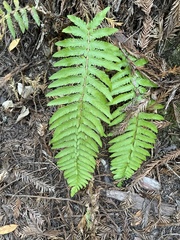 Polystichum californicum