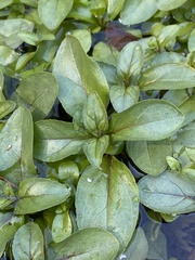 Veronica anagallis-aquatica