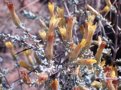 Pteronia glauca