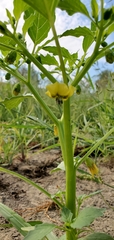 Physalis philadelphica