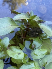 Veronica anagallis-aquatica