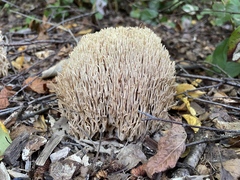 Ramaria stricta