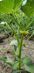 Physalis philadelphica