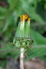 Taraxacum pseudomurbeckianum