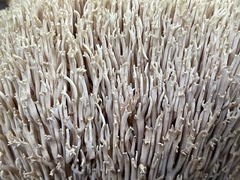 Ramaria stricta