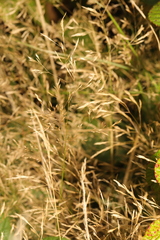 Agrostis stolonifera