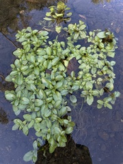 Veronica anagallis-aquatica