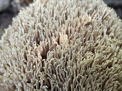 Ramaria stricta