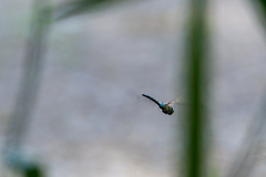 Aeshna mixta