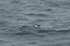 Calonectris diomedea