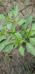 Physalis philadelphica