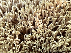 Ramaria stricta