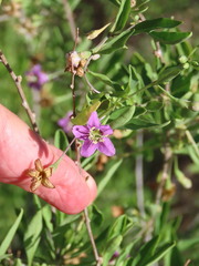 Lycium barbarum