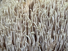 Ramaria stricta