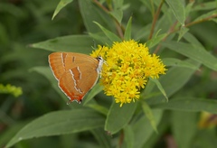 Thecla betulae