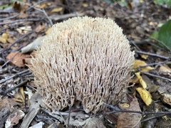 Ramaria stricta