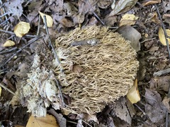Ramaria stricta