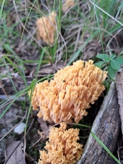 Ramaria formosa