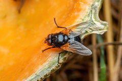Mesembrina meridiana