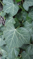 Hedera helix