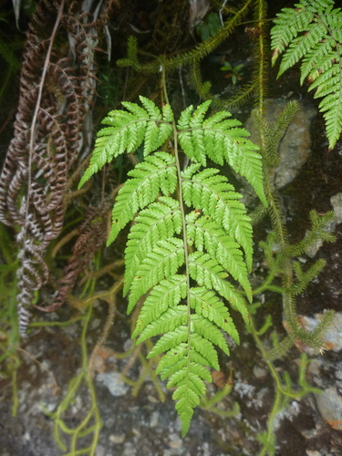 Ctenitis subglandulosa iNat (2)