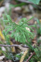 Dendrolycopodium dendroideum