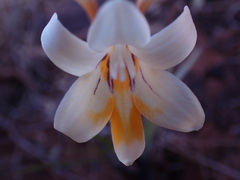 Freesia andersoniae