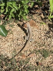 Dipsosaurus dorsalis