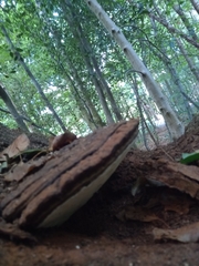 Ganoderma applanatum