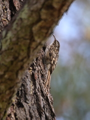 Certhia brachydactyla