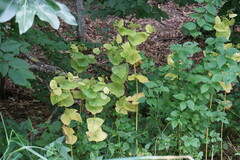 Smyrnium perfoliatum