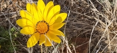 Gazania