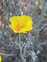 Eschscholzia californica