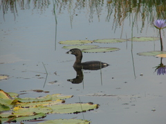 Podilymbus podiceps